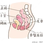 骨盤底筋の解説用イラスト画像