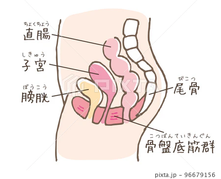 骨盤底筋の解説用イラスト画像